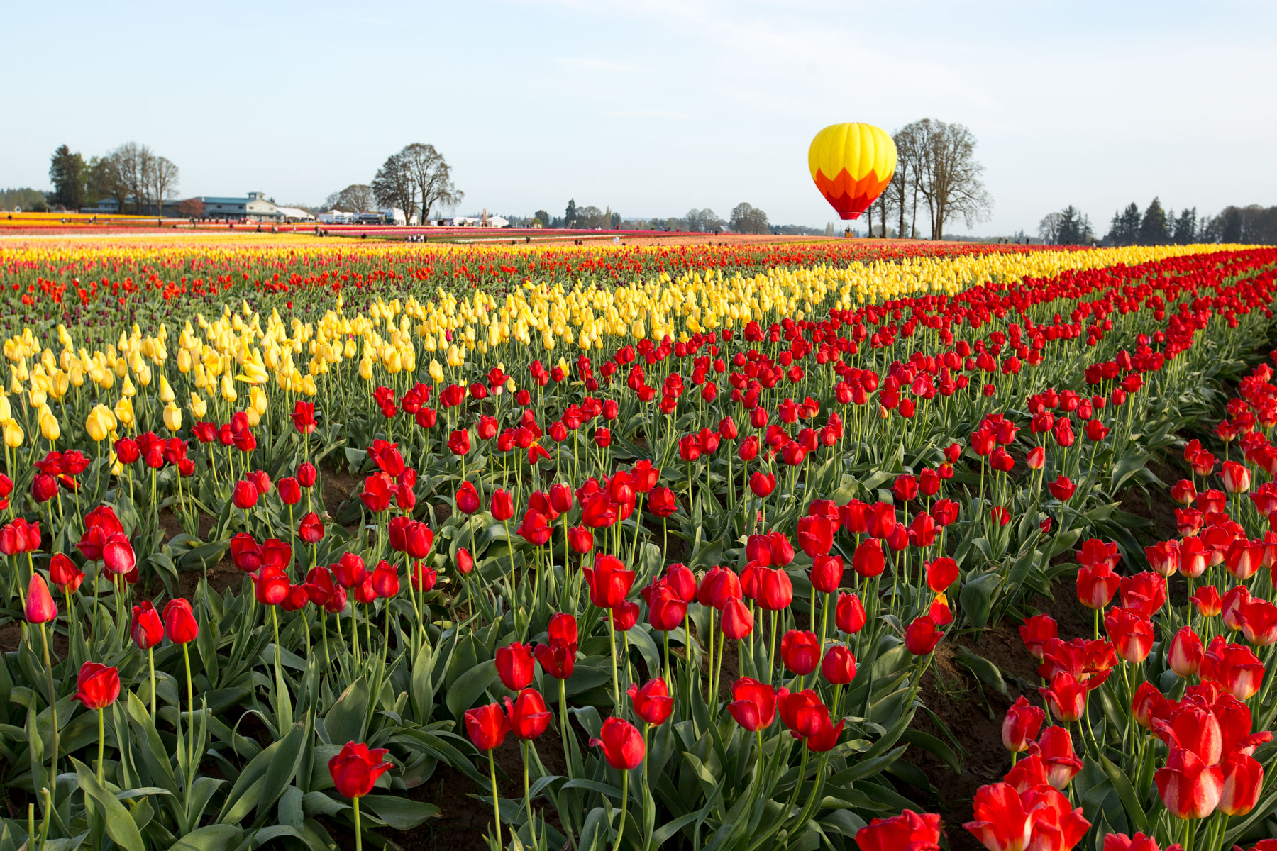tulips and hot air balloon at Wooden Shoe Tulip Festival
