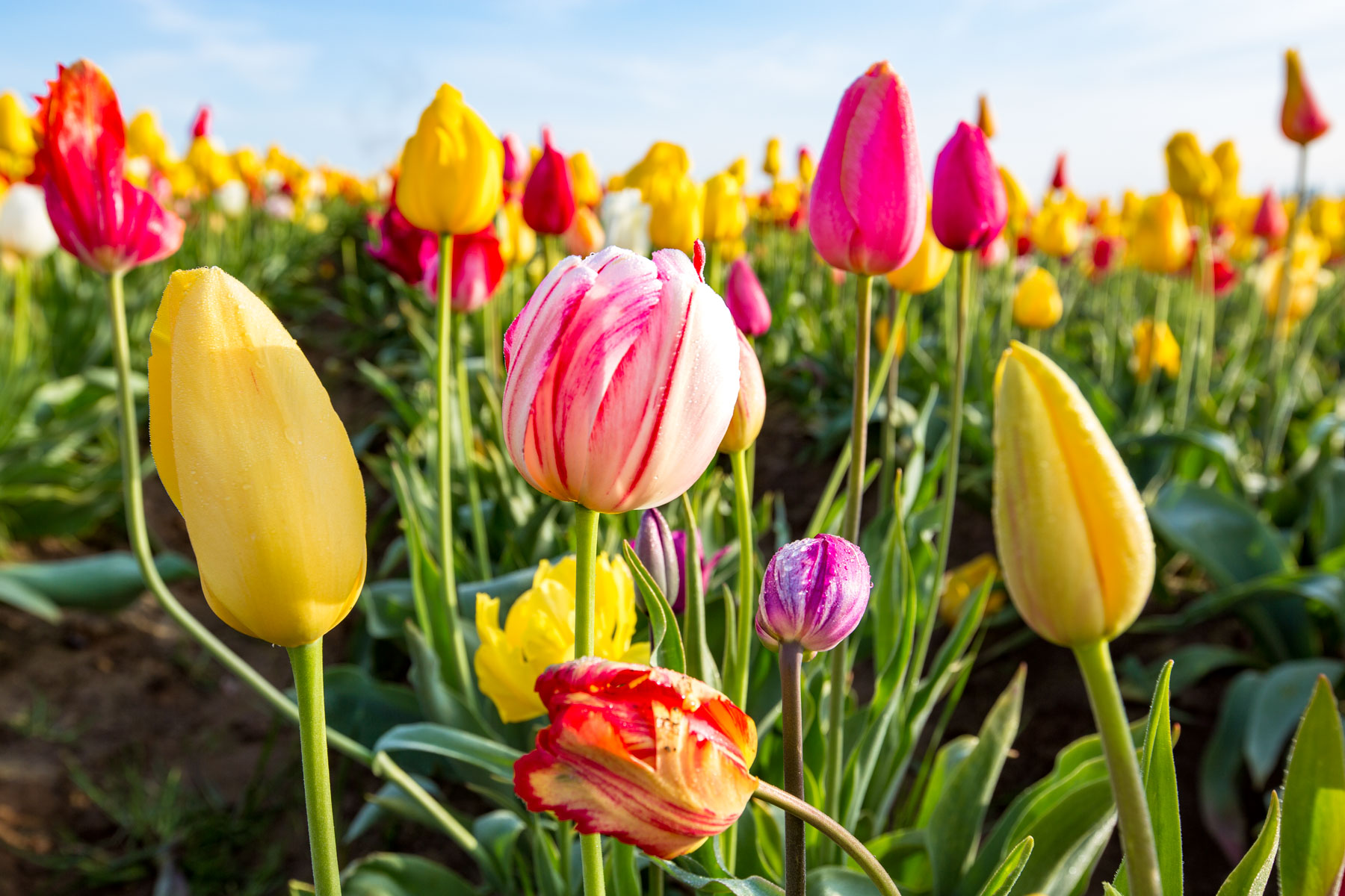 tulips at Wooden Shoe Tulip Festival