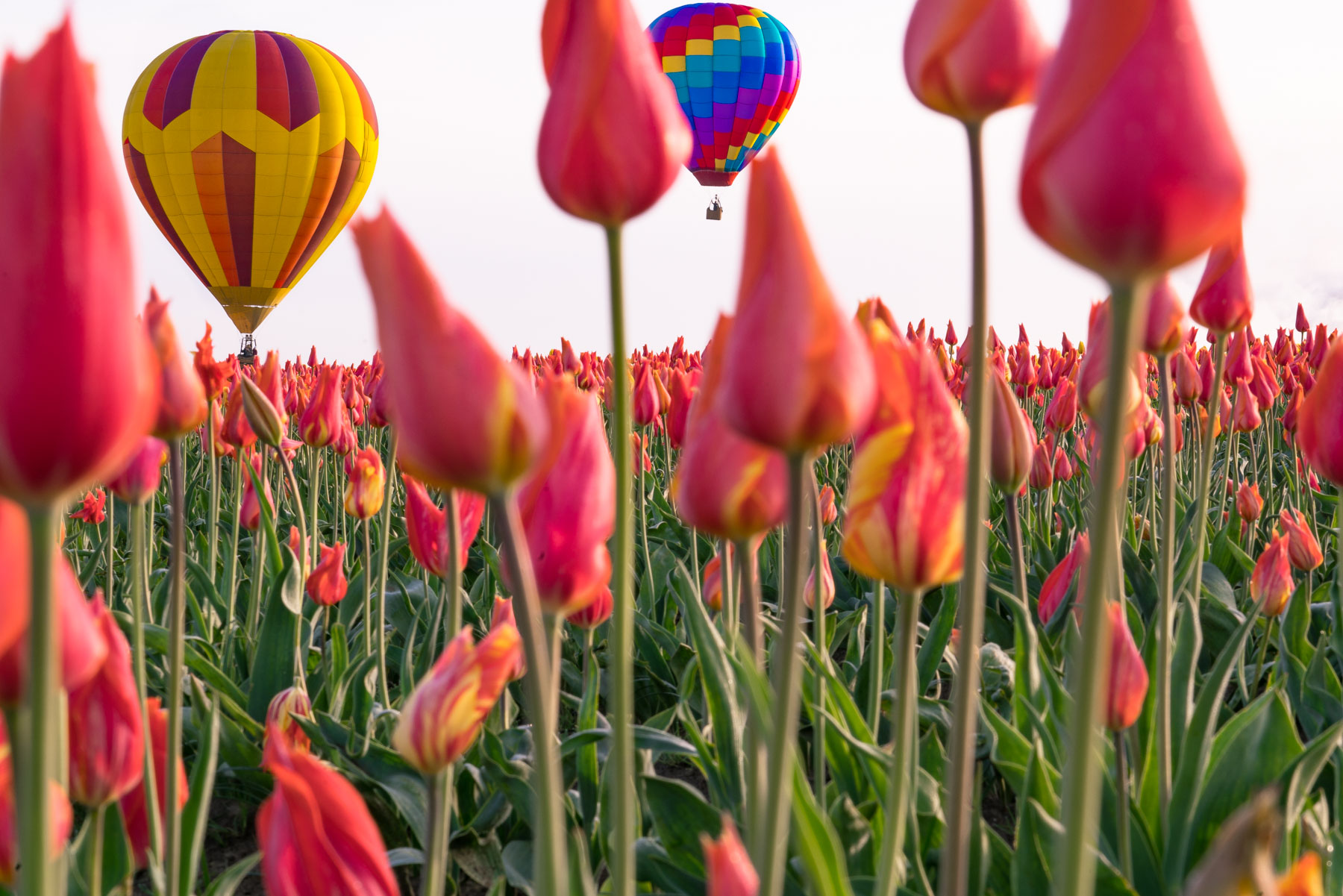 tulips with hot air balloon at Wooden Shoe Tulip Festival