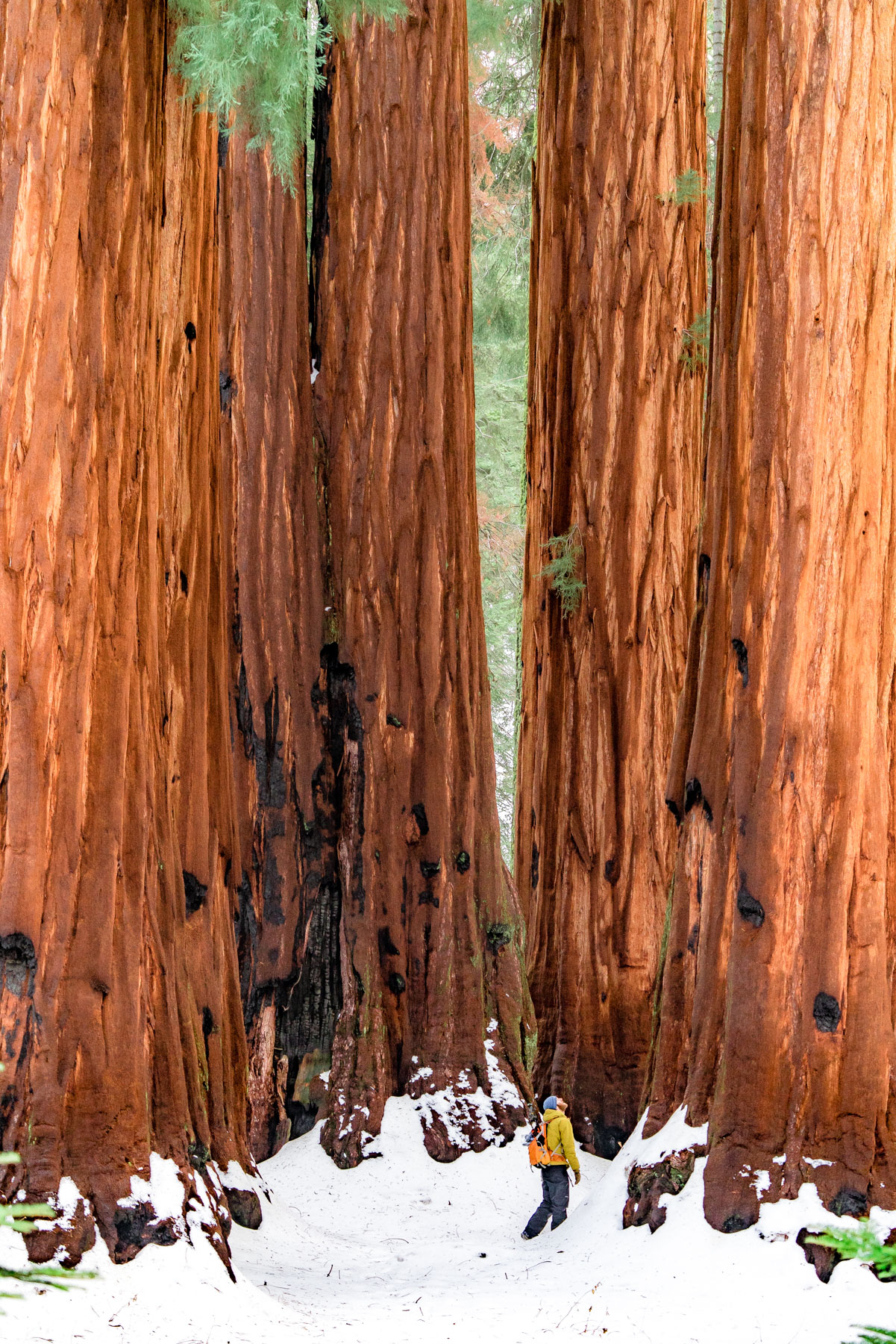 man standing in snow with towering sequoias in Sequoia National Park
