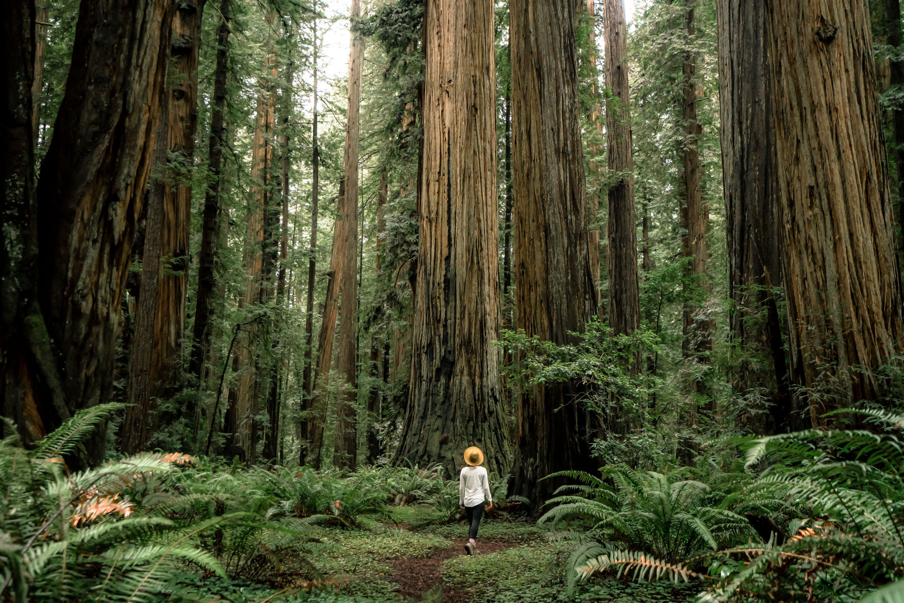Redwood National Park Hikes