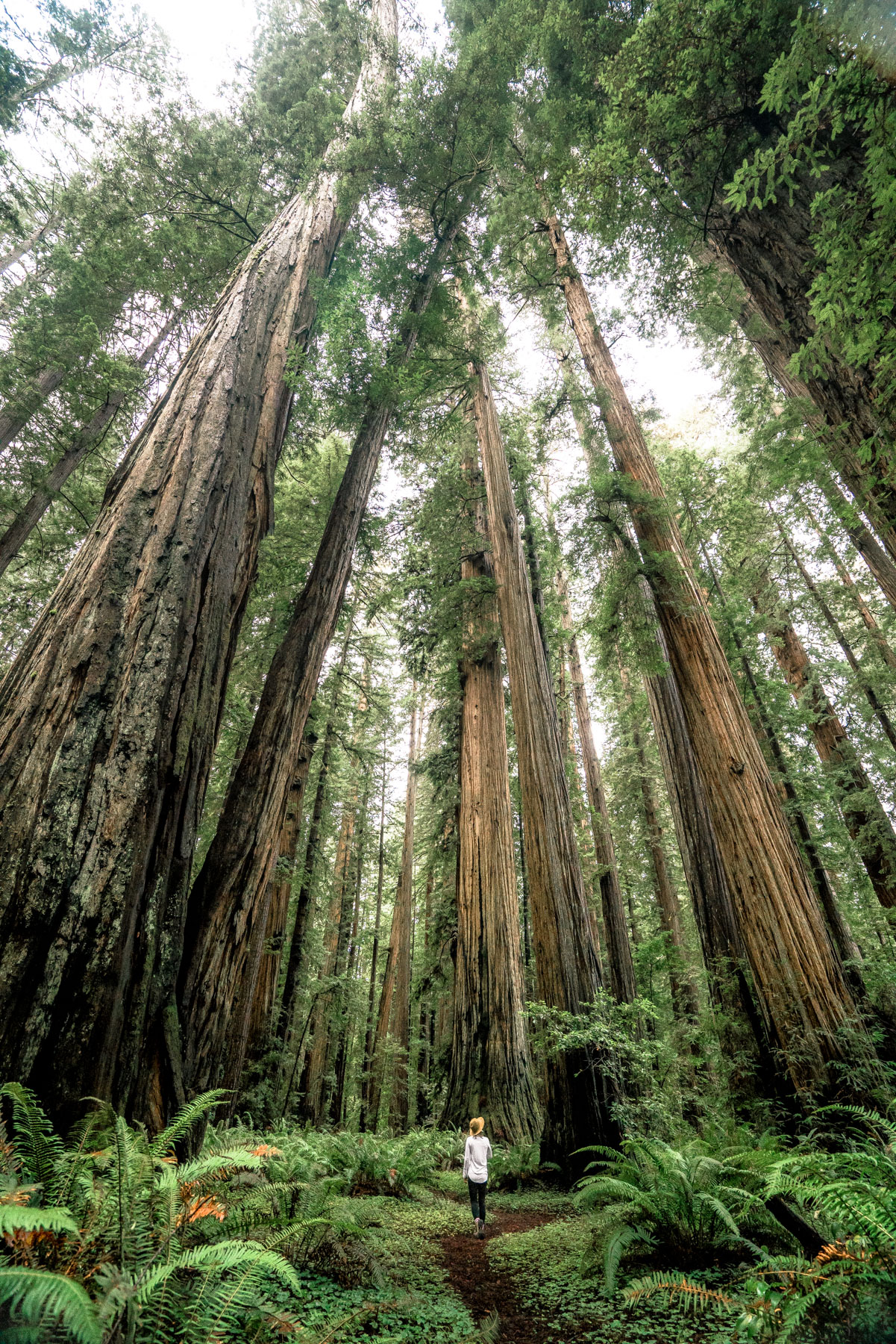 best hikes in Redwood National Park