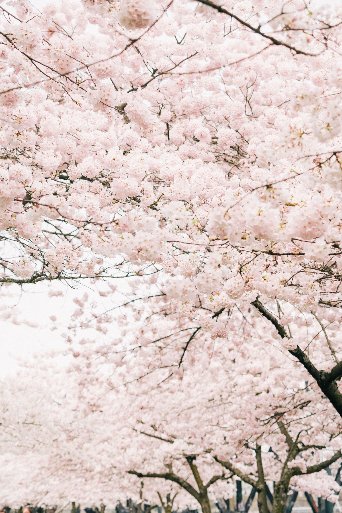 10 IMPRESSIVE Spots for Cherry Blossoms in Portland, Oregon (+Video)