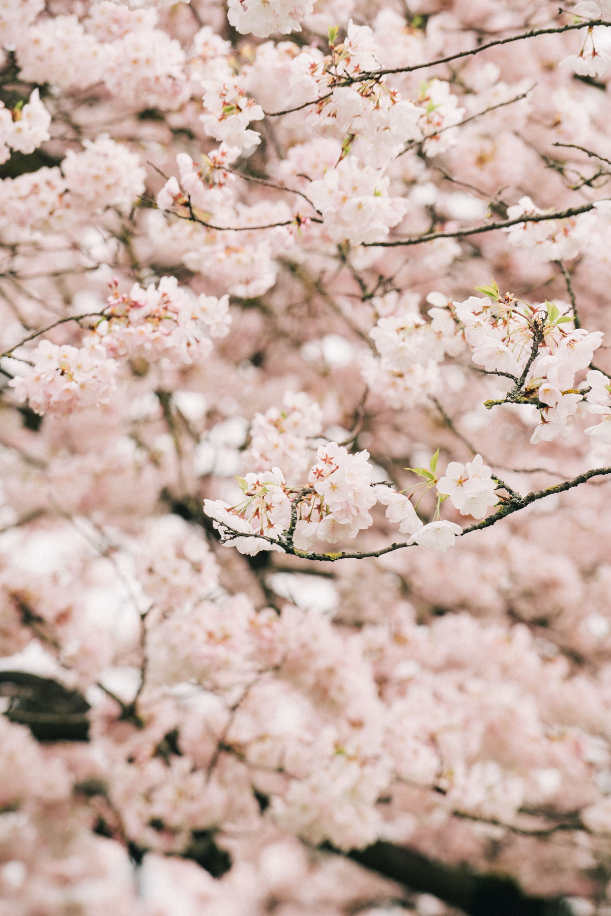 cherry blossoms portland