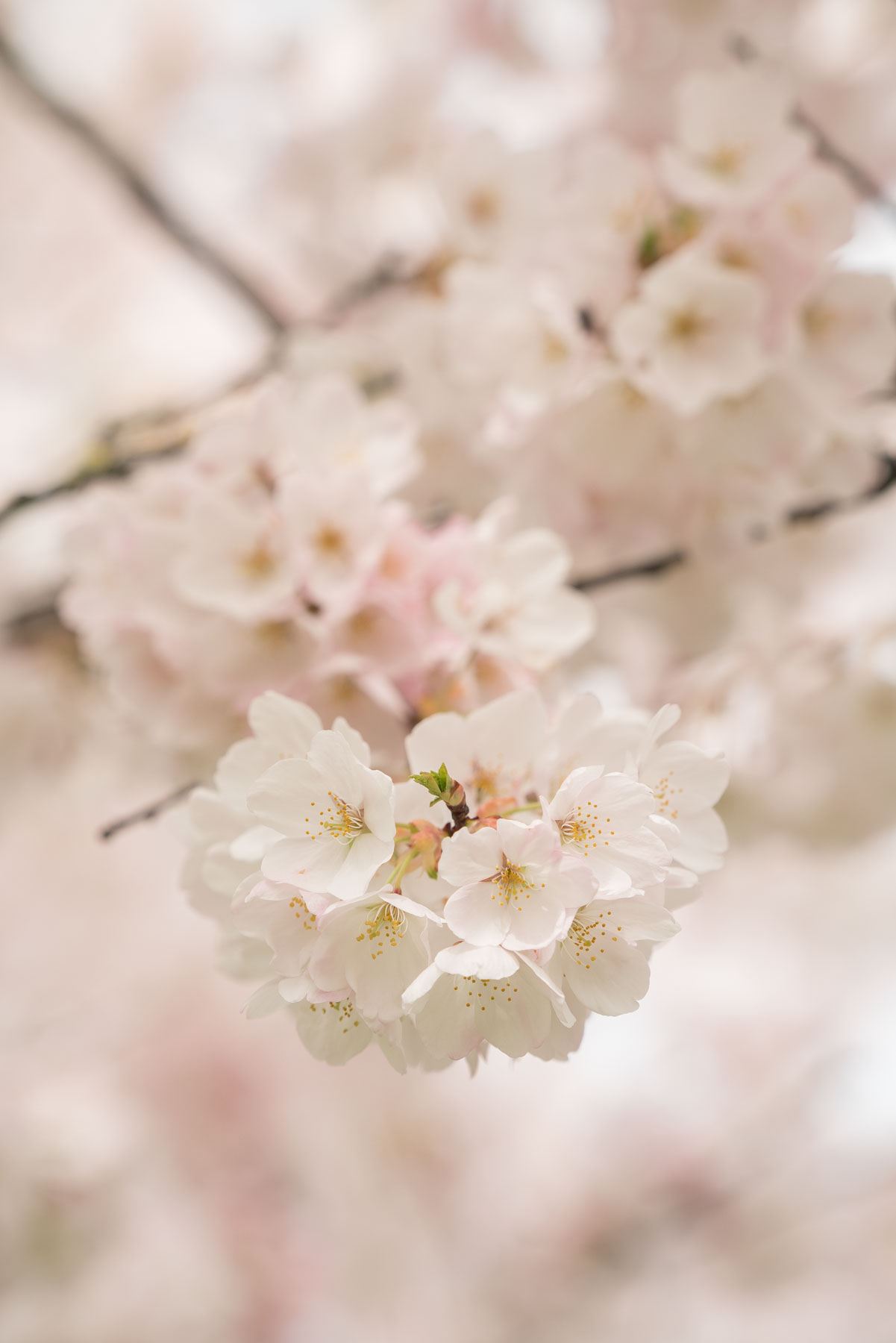 portland cherry blossoms