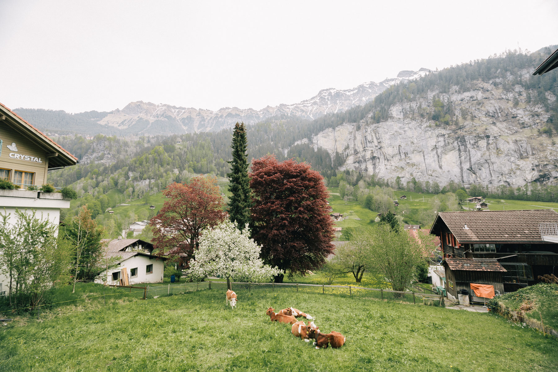 peaceful cows on field in Lauterbrunnen Switzerland