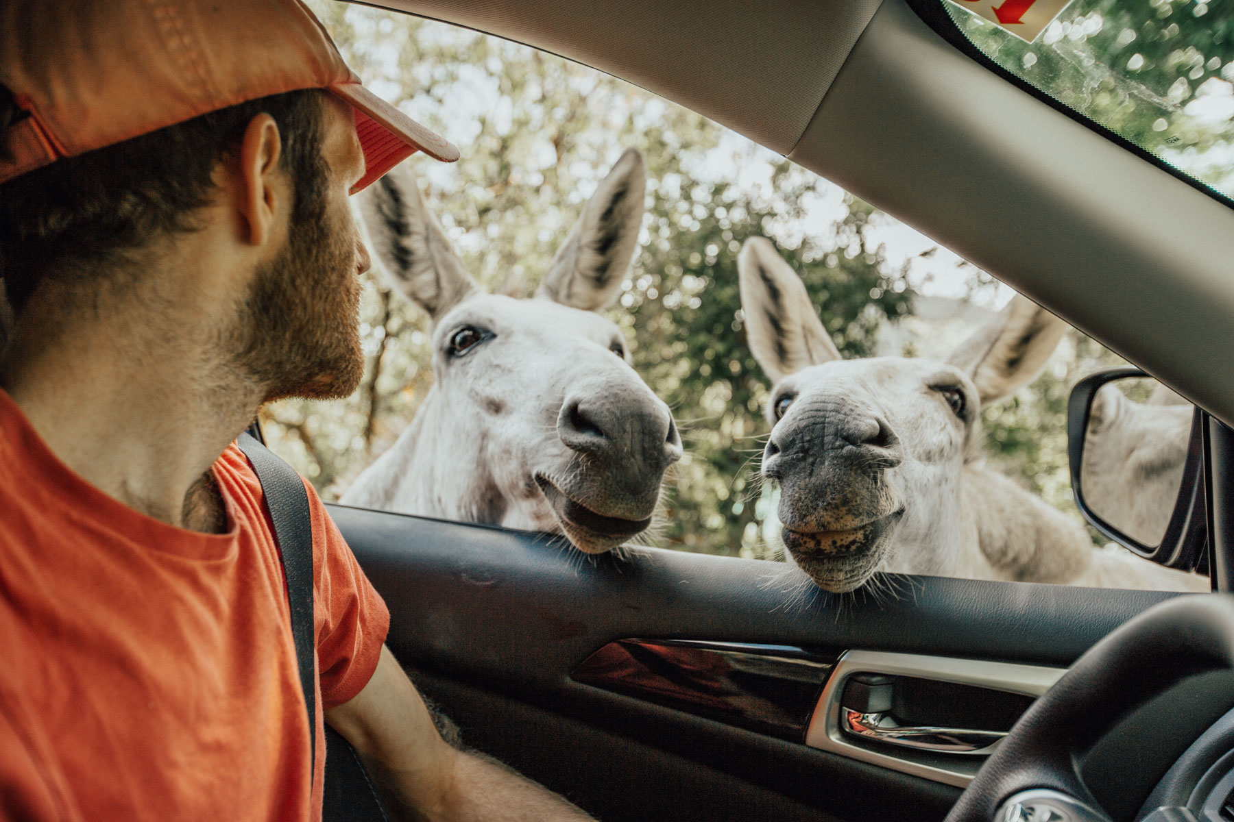 donkeys by car virgin islands national park