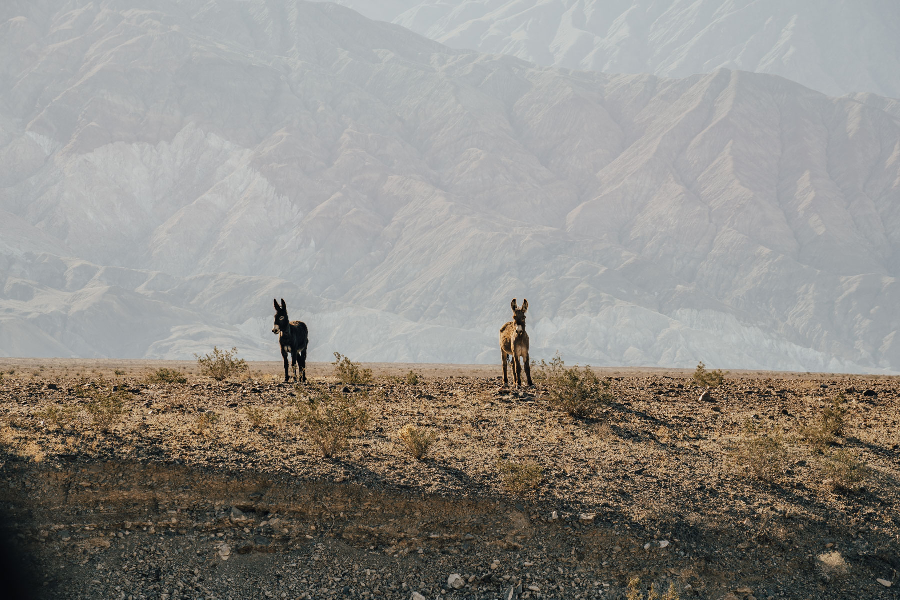Burros in Death Valley National Park