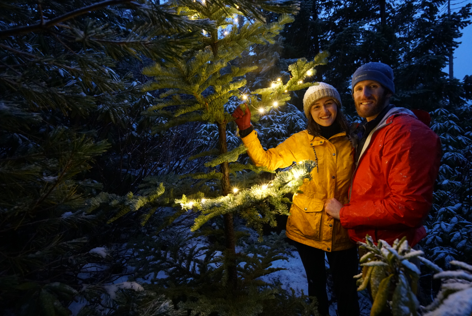getting Christmas tree from Mt. Hood national forest