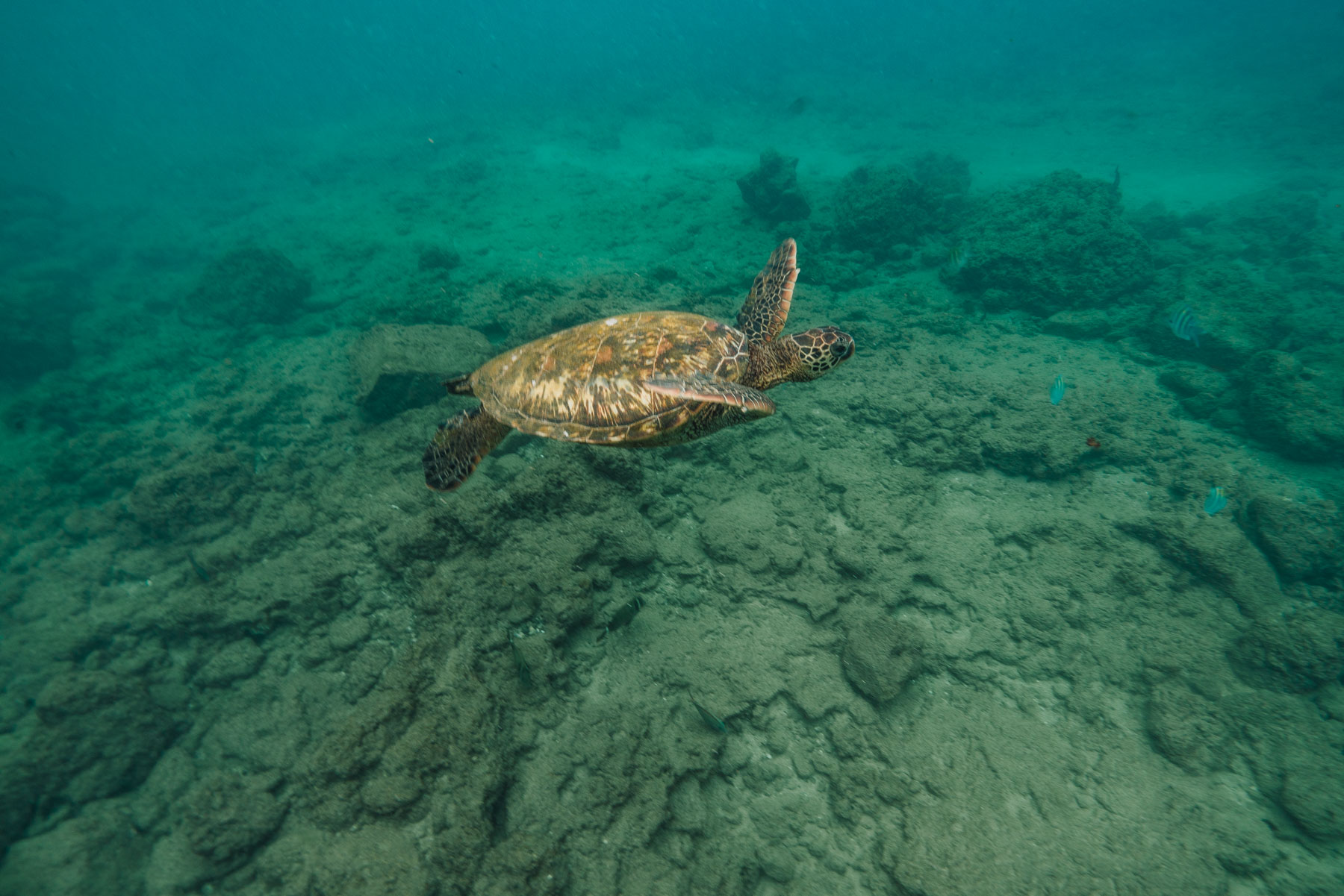 snorkeling with sea turtles on Maui