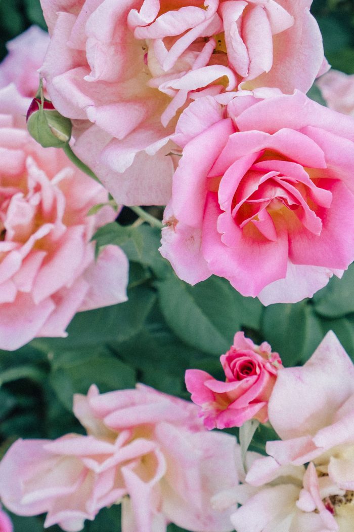 Local’s Guide to the Portland Rose Garden