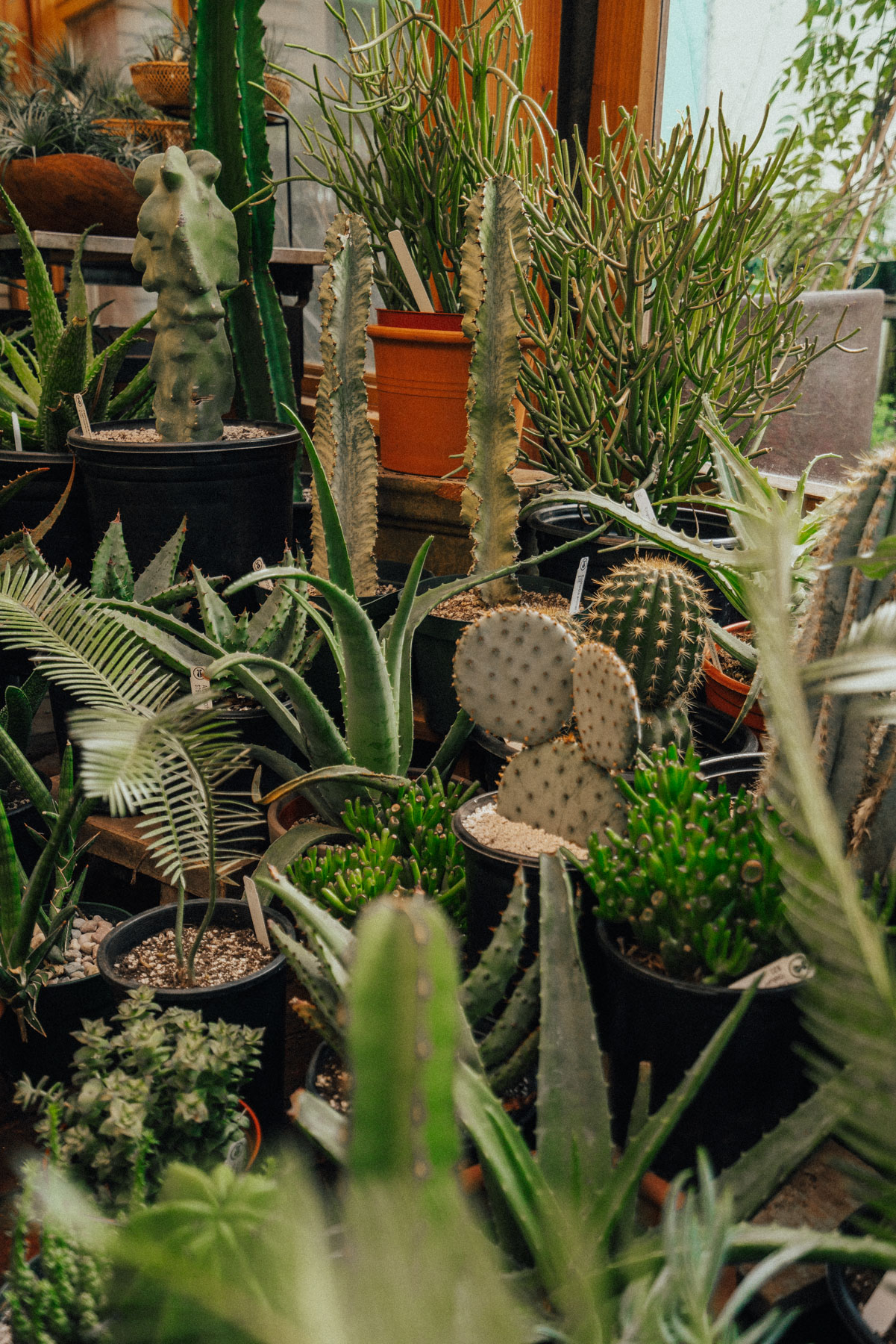 5 charming portland plant shops (for the insatiable green thumb)