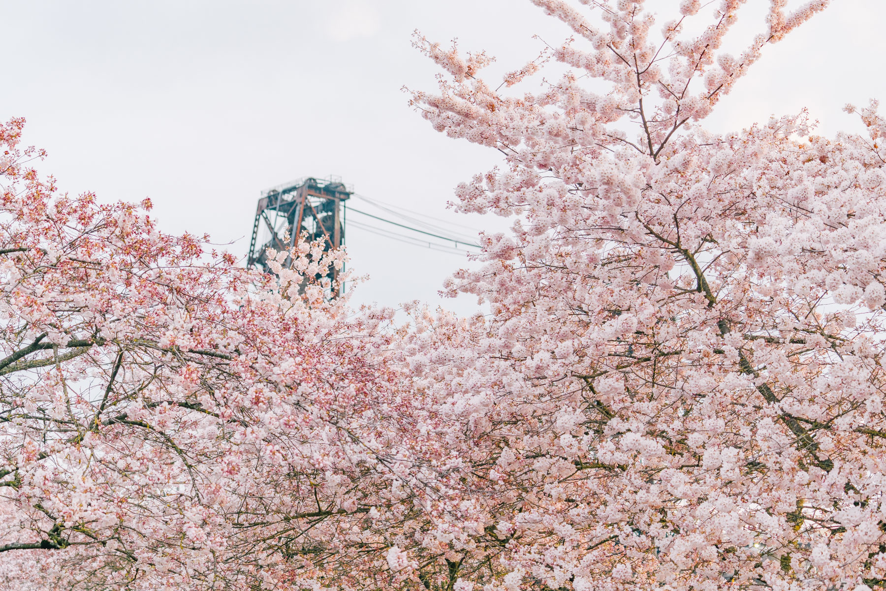 cherry blossoms Portland waterfront 2020