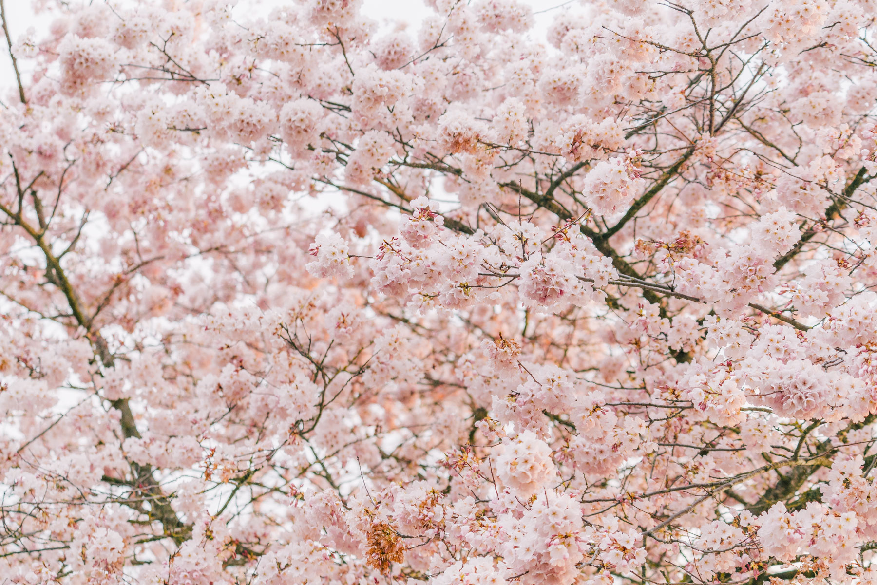 cherry blossoms Portland Oregon