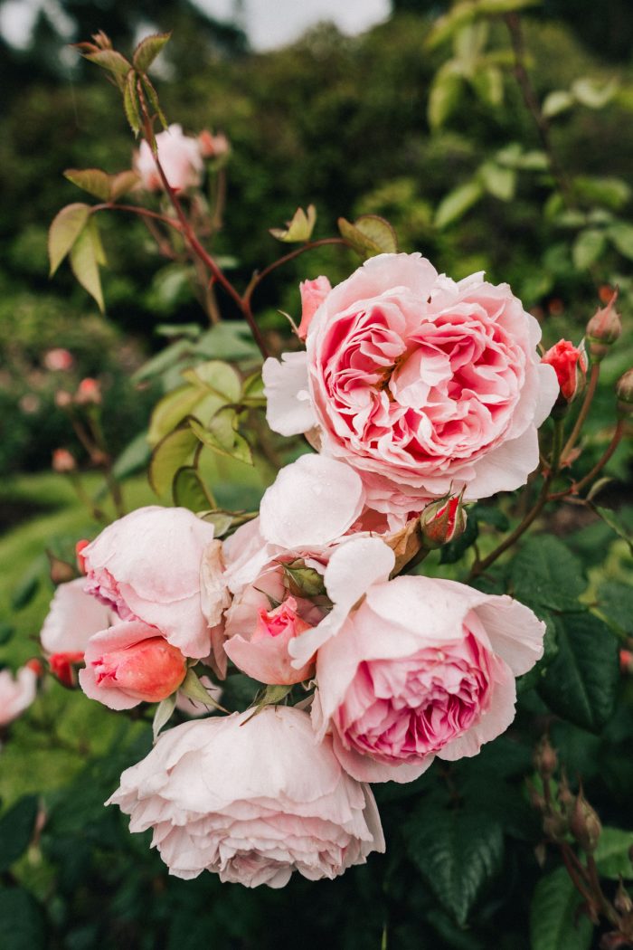 Best Spots for Roses in Portland