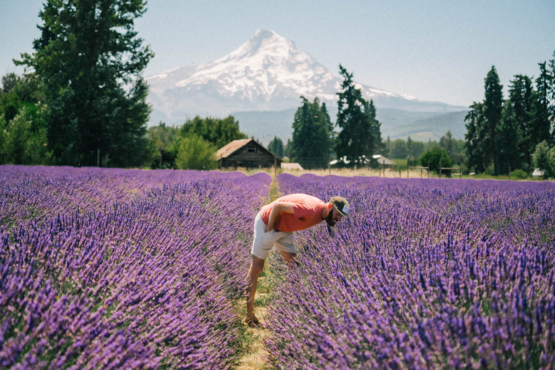 Oregon lavender farm
