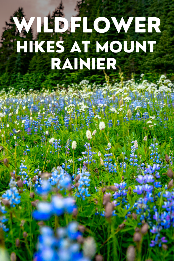 best wildflower hikes at Mt. Rainier National Park