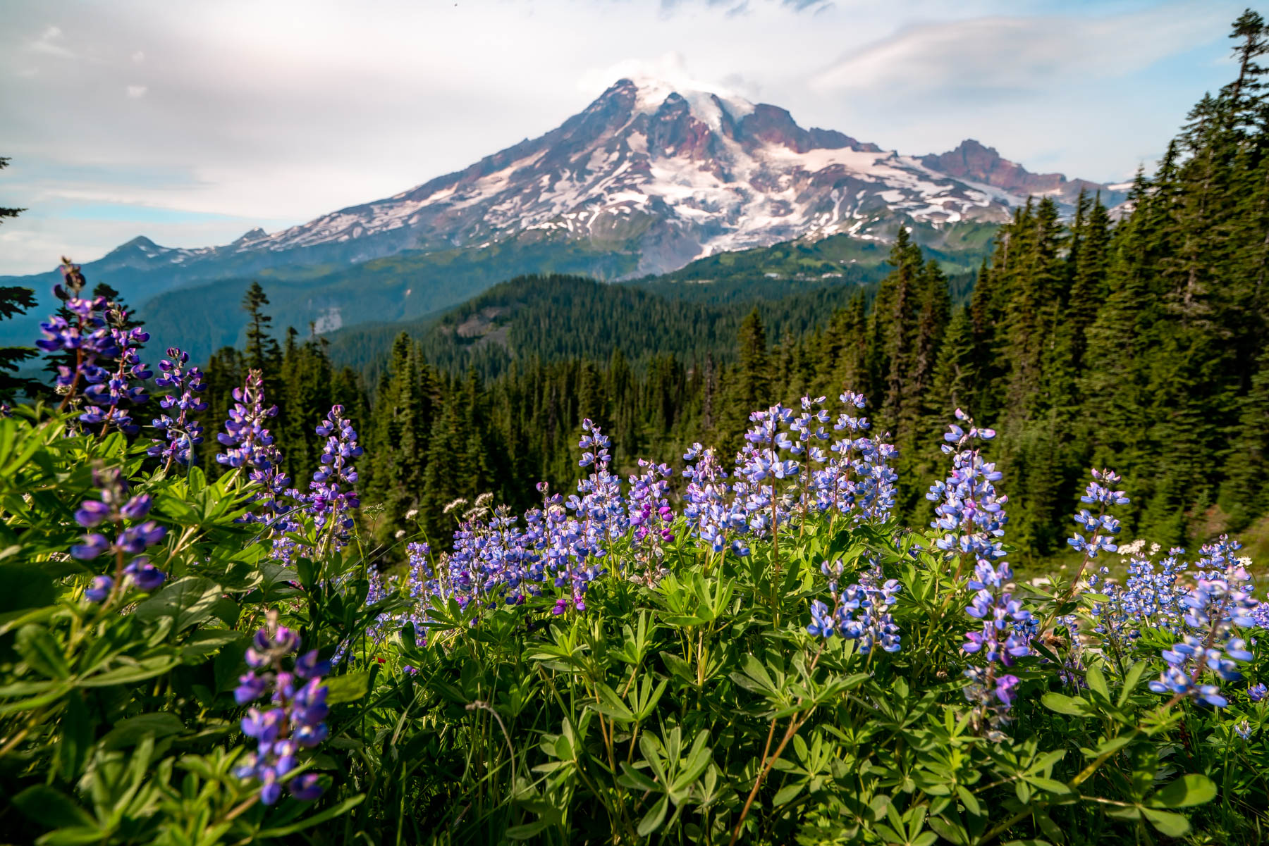 best wildflower hikes Mt. Rainier National Park