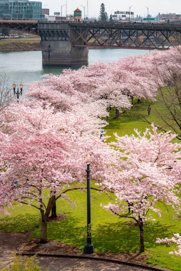 cherry blossom tracker portland oregon