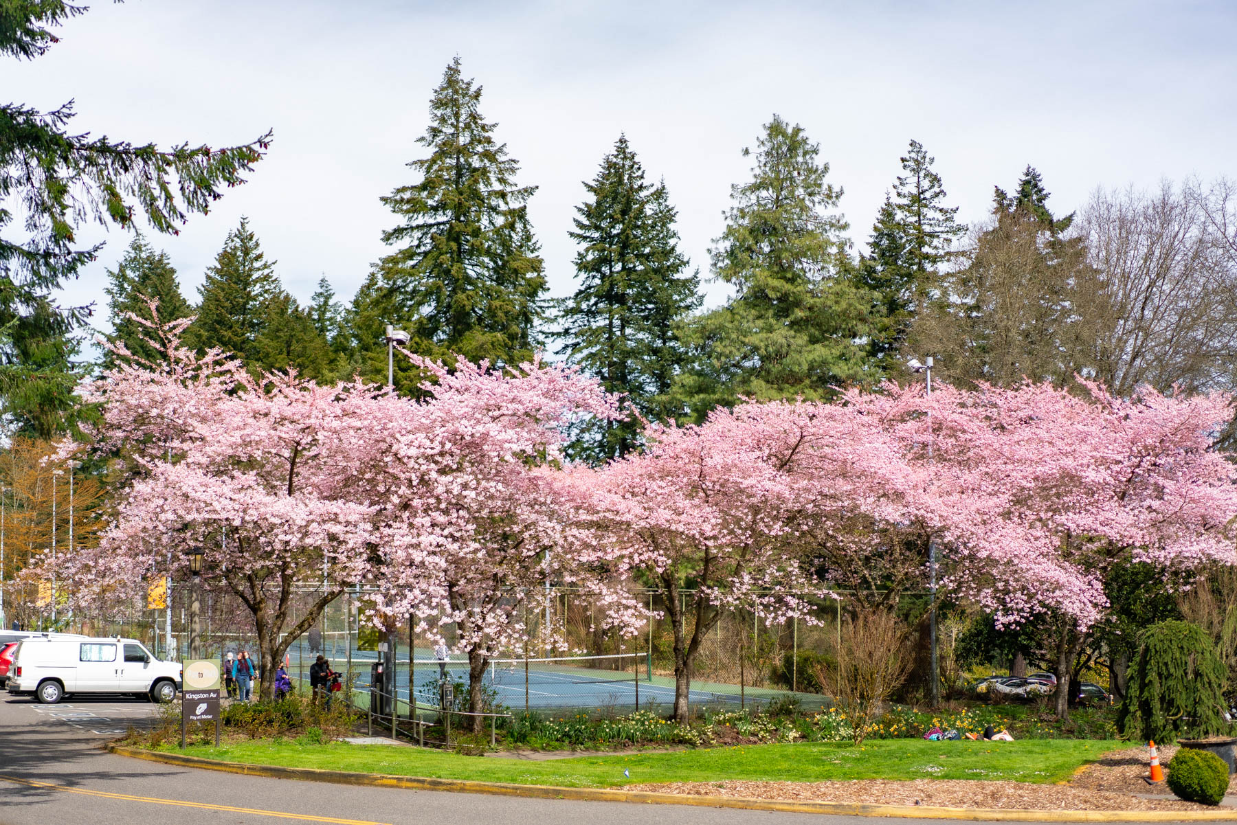 Best spring Blooms Portland Oregon