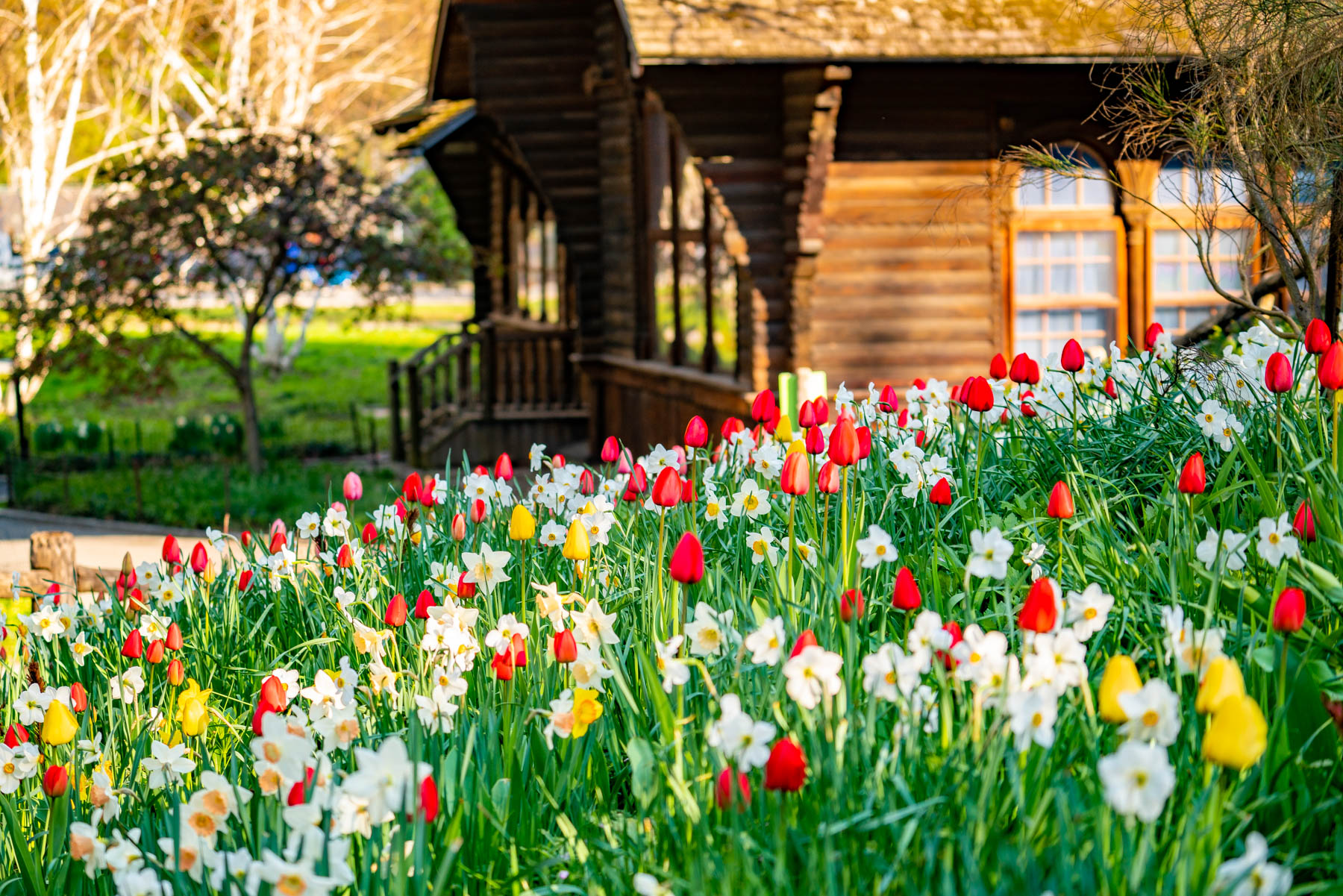 Shakespeare Garden tulips Central Park