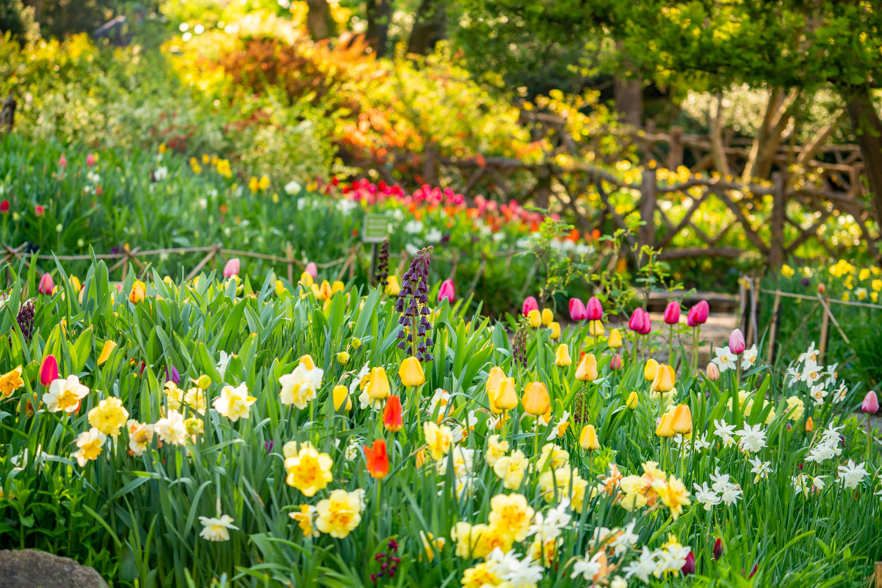 Shakespeare Garden in Spring Central Park