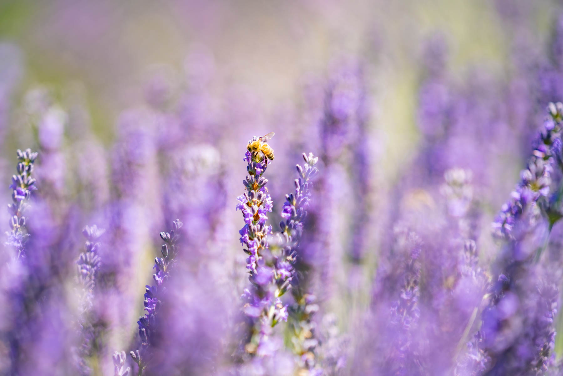 bee in lavender
bee at lavender field