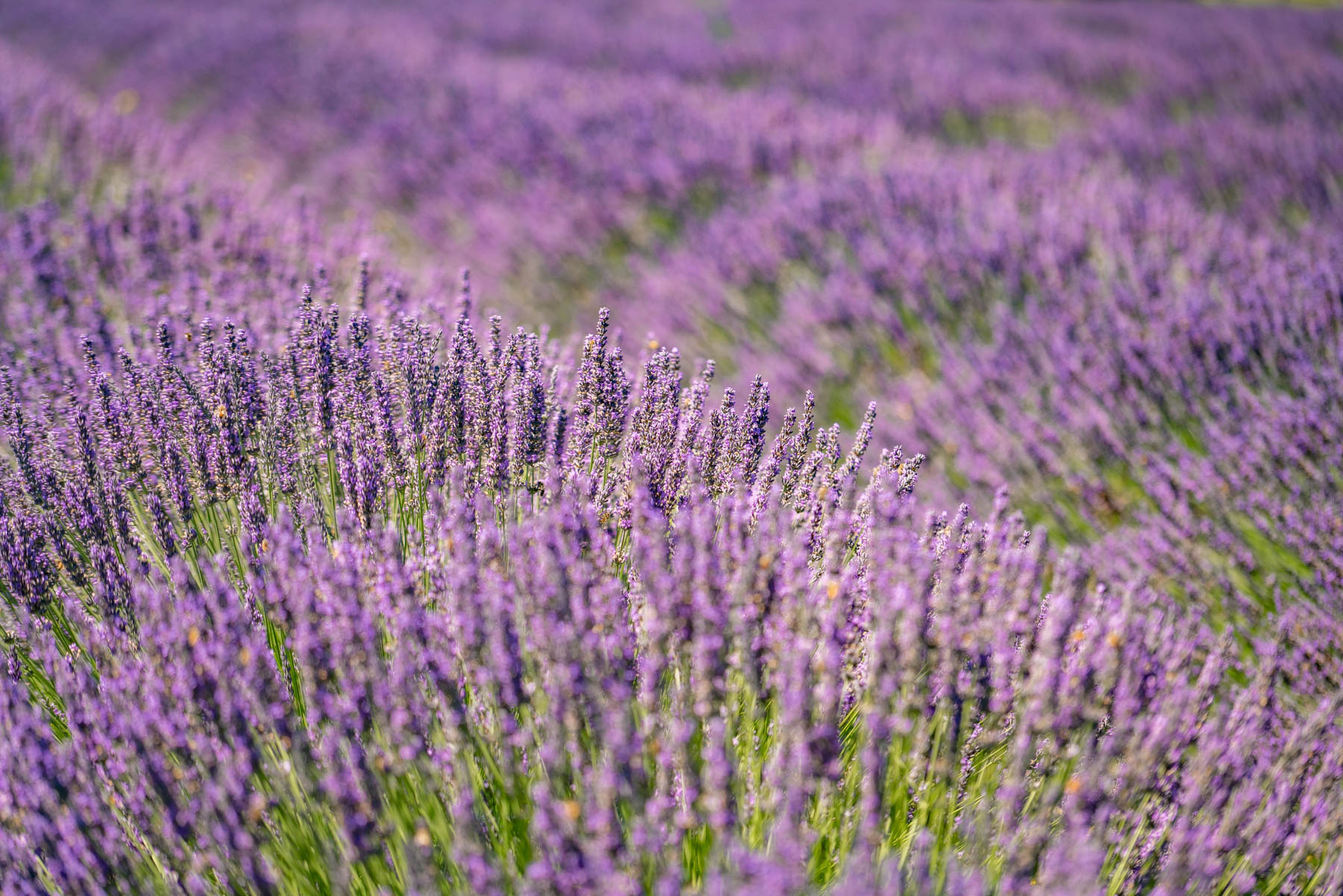 lavender fields in Oregon