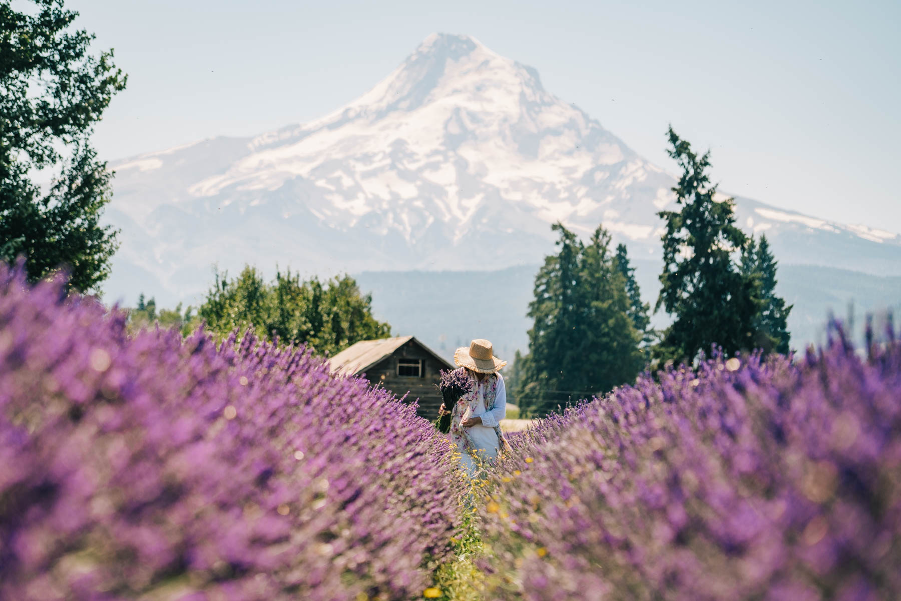 best lavender farms in Oregon