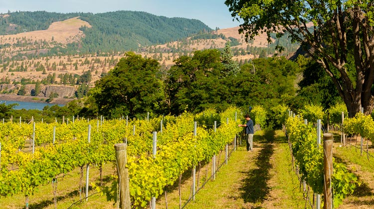 best wineries Columbia River Gorge
