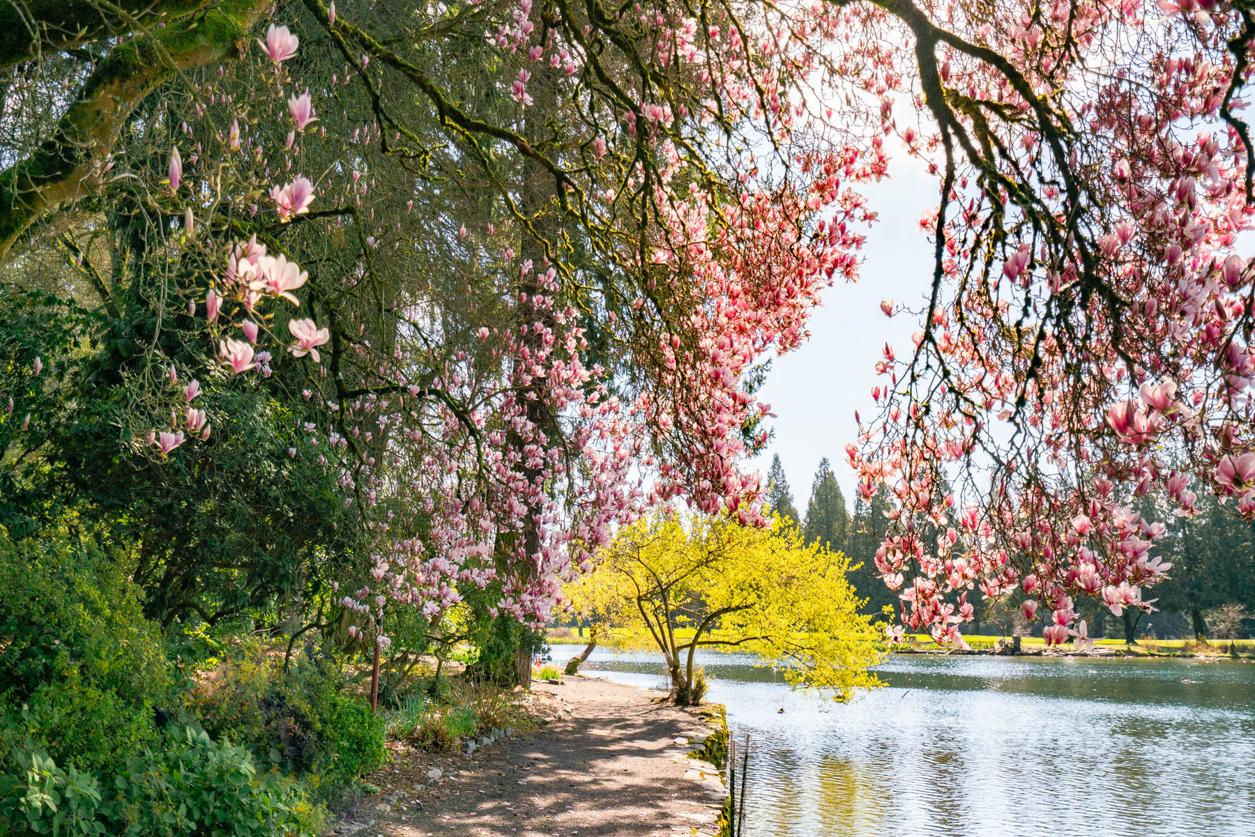 spring blooms Portland Oregon