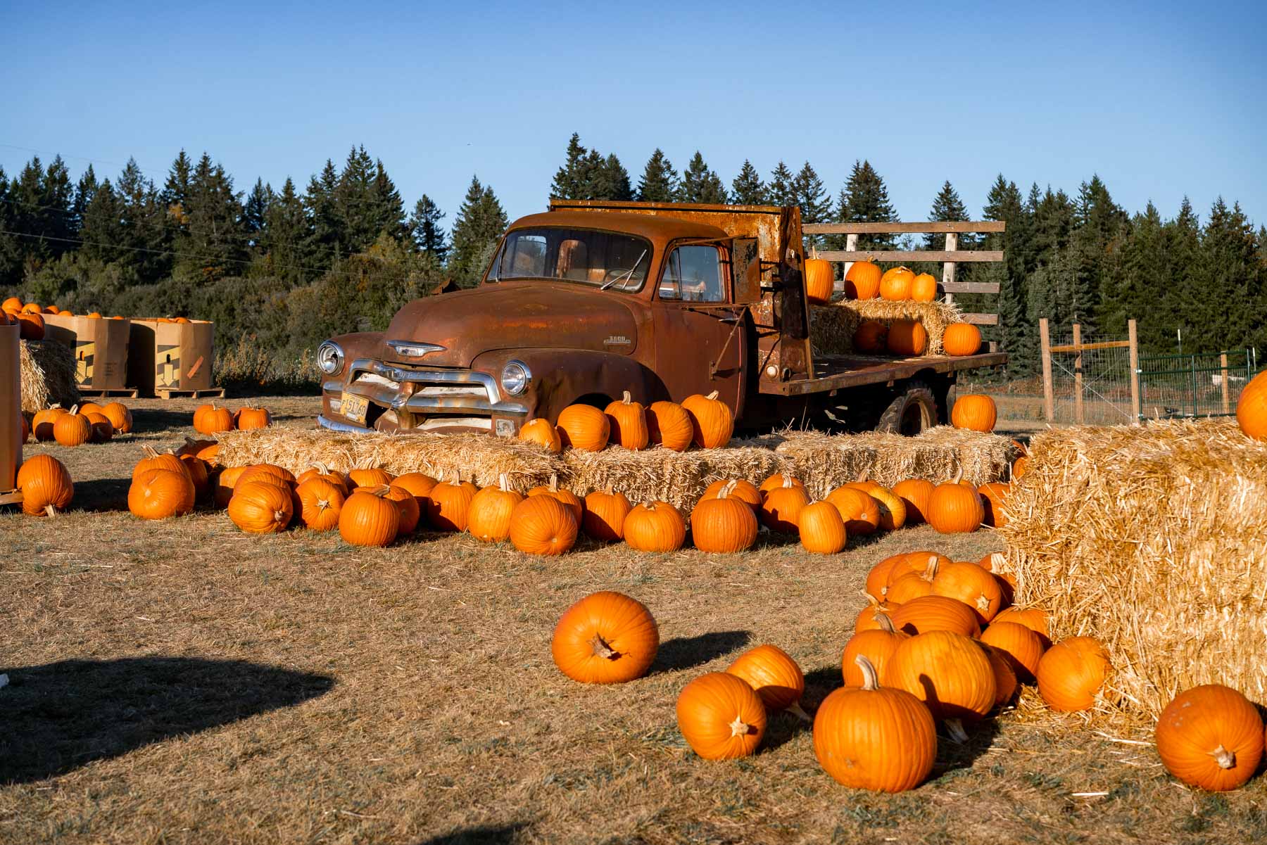 pumpkin patches near Portland
