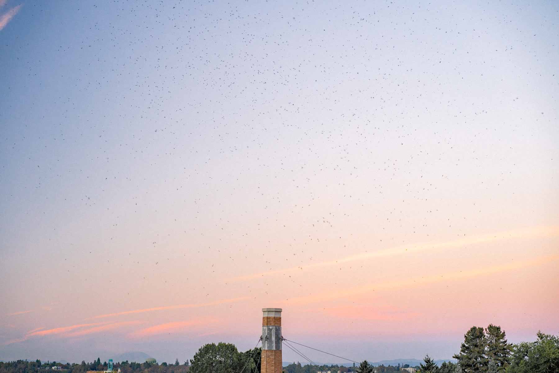 how to see the swifts in Portland Oregon